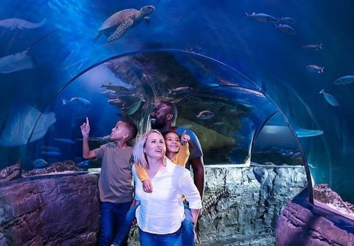 Biglietto d'ingresso al Sea Life London Aquarium - foto 1